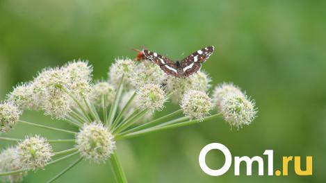 Энтомолог рассказал, какие редкие виды насекомых могут появиться в Омске из-за ранней весны