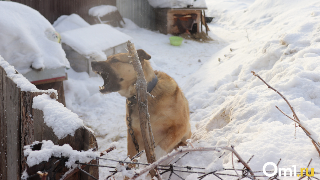 «Концлагерь для животных»: более 40 собак попали в плен к хозяйке псевдоприюта в Новосибирске
