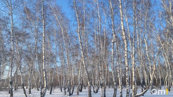 Полицейские полгода ищут омича с ампутированной ногой, сбежавшего из дома престарелых