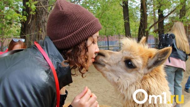 В парке «Пача Мама» родилась малышка Любочка: когда её покажут омичам?