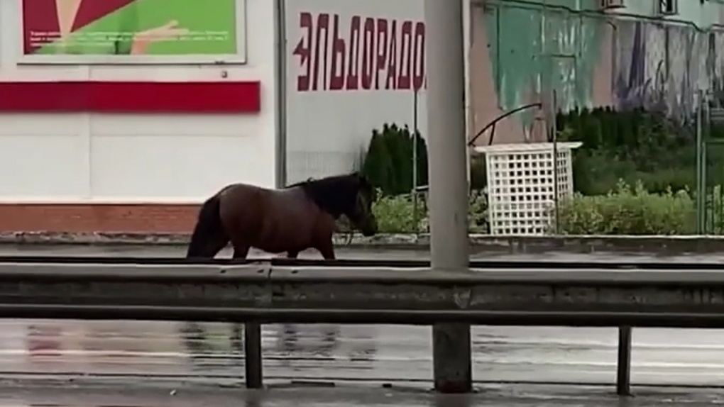 В Новосибирске по Бердскому шоссе бегал пони