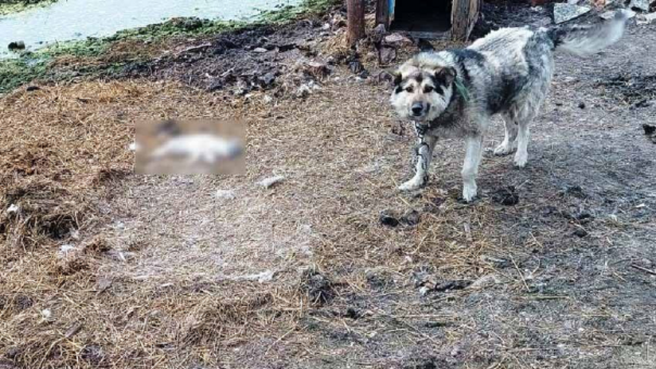 Живодёр из Омской области убил кошку на глазах у ребёнка