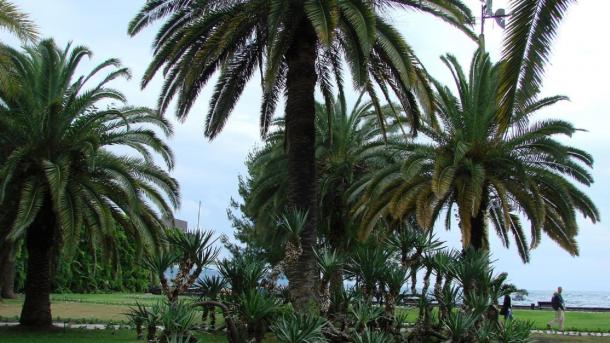 Дубай, ОАЭ, Китай — куда улетают новосибирцы на зимовку в 2024