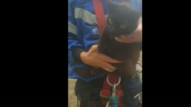 В Омске альпинист спас кота, которого собаки загнали на дерево – ВИДЕО