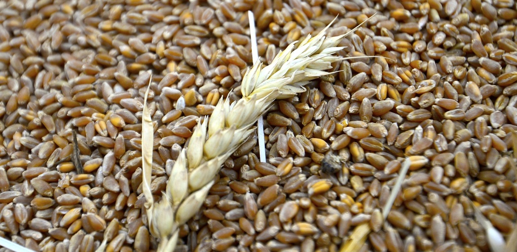 Омичи продали государству 220 тысяч тонн зерна