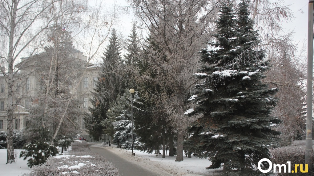 На улицах Новосибирска неизвестные спилил ёлки. ВИДЕО