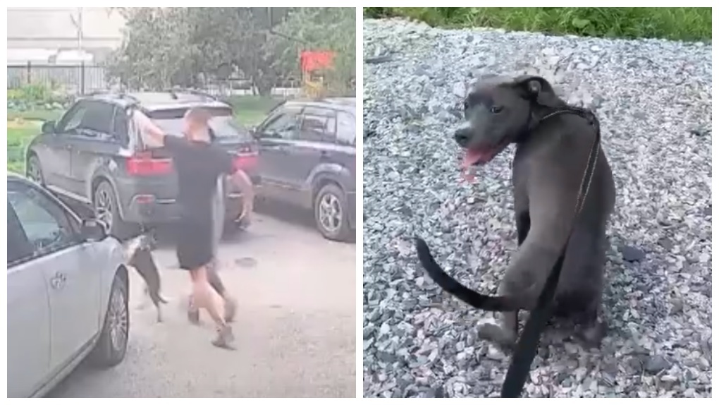 Тащил как тряпичную куклу: издевательства живодёра над собакой в Новосибирске попали на видео