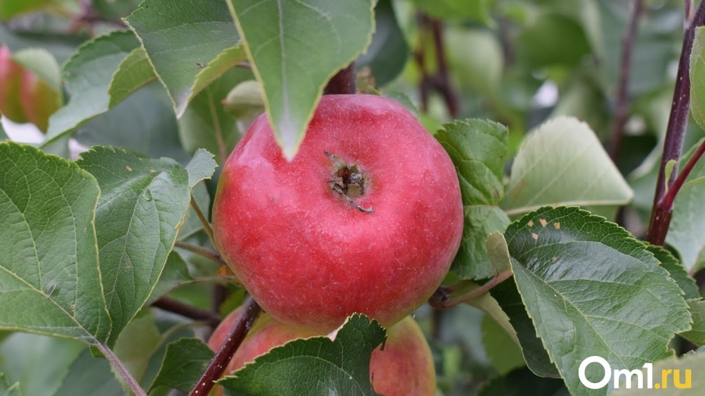 В апреле в Омске высадят почти 8 тысяч яблонь, лип и можжевельника