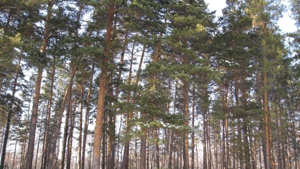 Нарубили на 21 млн рублей: четверых мужчин осудили за уничтожение леса в Новосибирской области