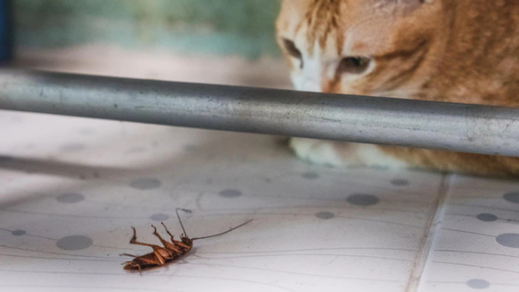 О действенном способе борьбы с тараканами рассказали новосибирцам