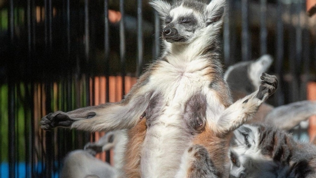 "Вырастут размером с кошку": Новосибирский зоопарк показал игры маленьких лемуров