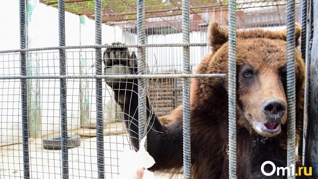 Информация об отстреле медведей в Омской области не подтвердилась