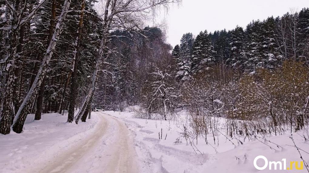 Экс-чиновницу Омского лесхоза осудили за вырубку берёз в Красноярке