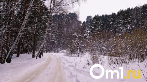 Экс-чиновницу Омского лесхоза осудили за вырубку берёз в Красноярке