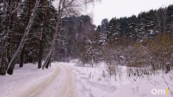 Экс-чиновницу Омского лесхоза осудили за вырубку берёз в Красноярке