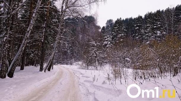 Экс-чиновницу Омского лесхоза осудили за вырубку берёз в Красноярке