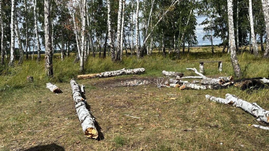 Под Омском ветер свалил дерево на девочку