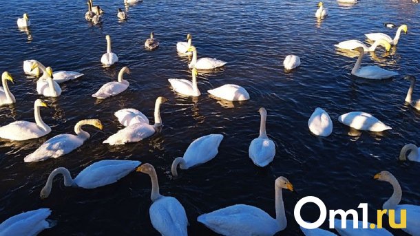 Краснокнижные дикие лебеди оказались в опасности в Черлакском районе Омской области