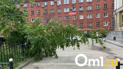 В Омске отчитались о количестве поваленных деревьев за прошедшую ураганную ночь
