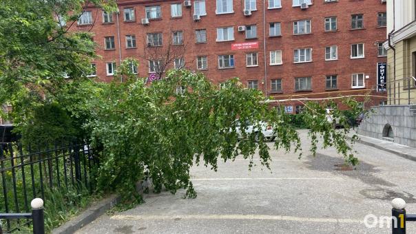 В Омске отчитались о количестве поваленных деревьев за прошедшую ураганную ночь