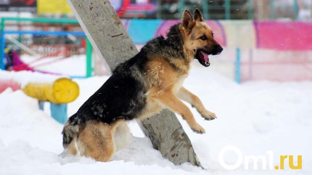 Омичи пожаловались на агрессивных собак, которых не отлавливают