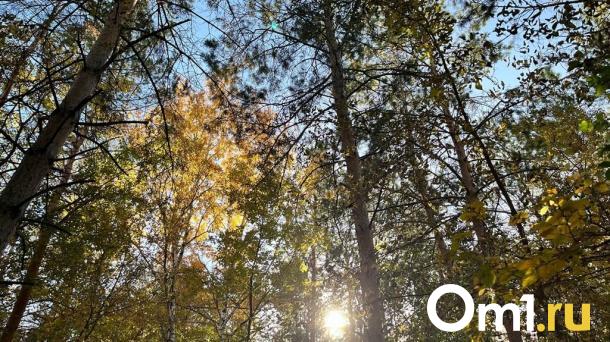 Леса Омской области начали обрабатывать от опасного вредителя