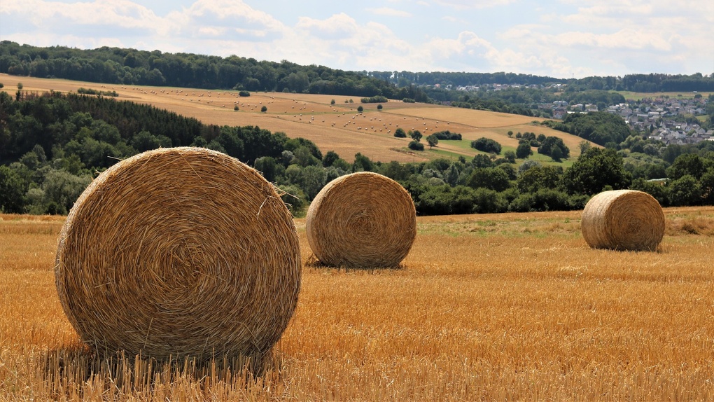 В Омской области уже заготовили 240 тонн сена