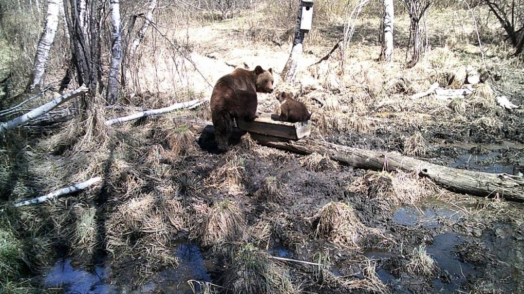 В Новосибирской области в фотоловушку попали медвежонок и лось. ФОТО