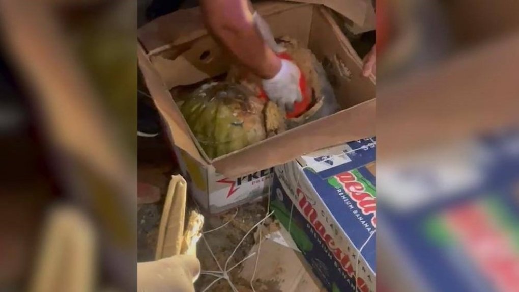 На трассе Омск-Павлодар в фуре с арбузами нашли 70 кг наркотиков