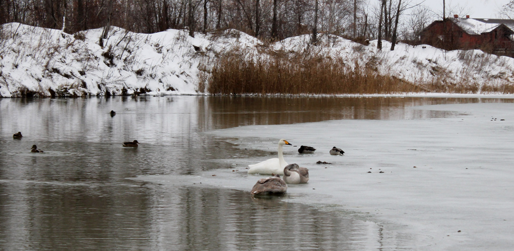 Лебеди, не улетевшие из Омска на юг, взяты под опеку Министерства природы