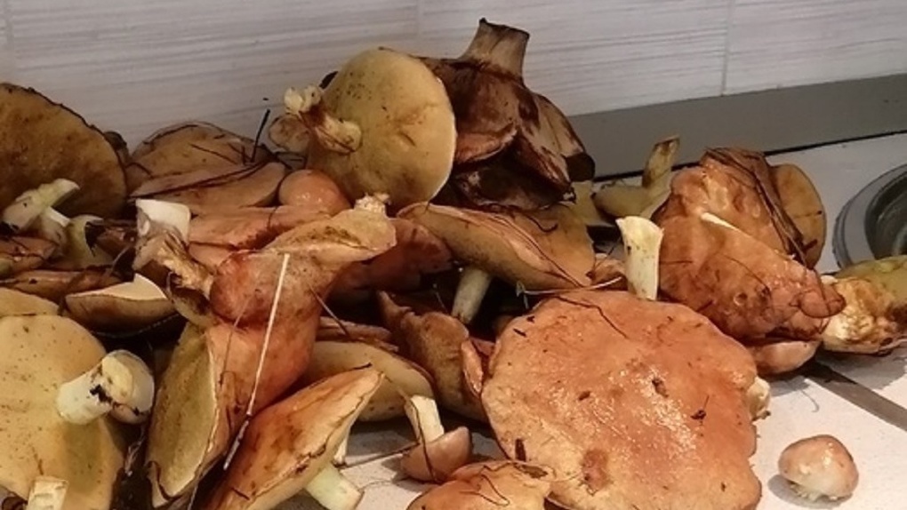 Первые маслята нашли грибники в новосибирских лесах