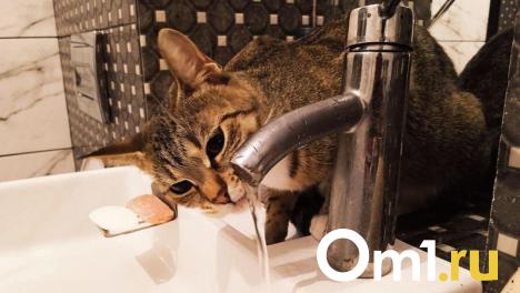 Часть омичей сегодня останется без холодной воды