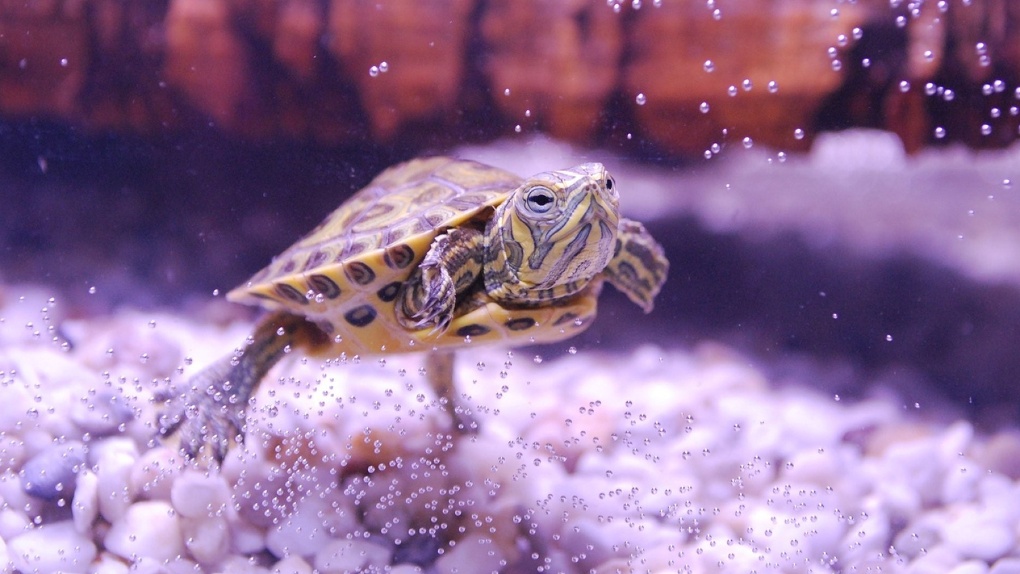 Условия аренды: